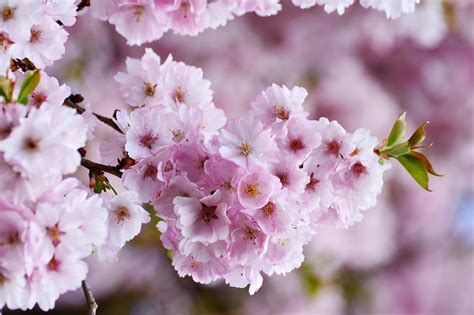 cherry photos|10,000+ Free Cherries & Cherry Blossom Photos